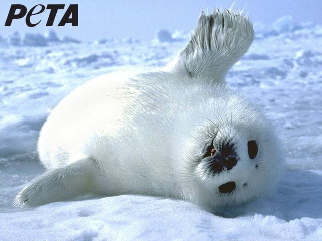 a white seal lying on its back