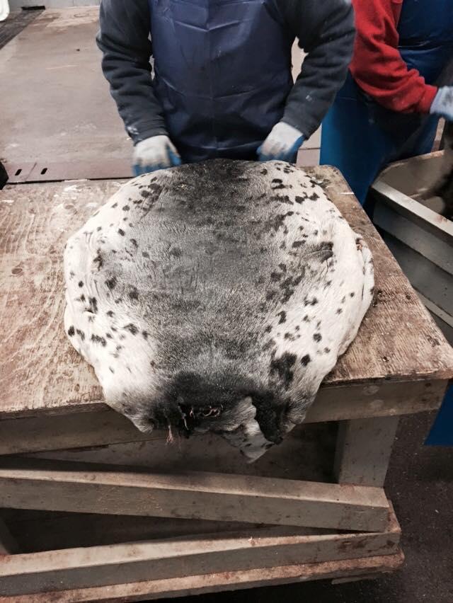 a seal lying on a wooden surface