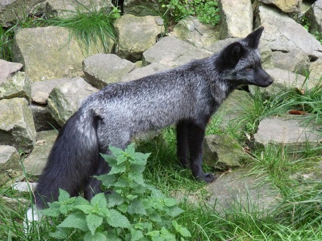a black dog standing in grass