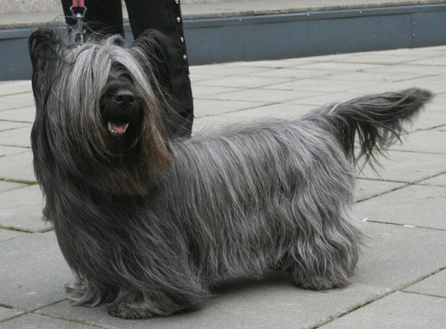 a dog sitting on the sidewalk