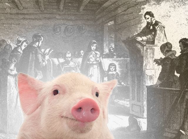 a pig in a room with people in the back