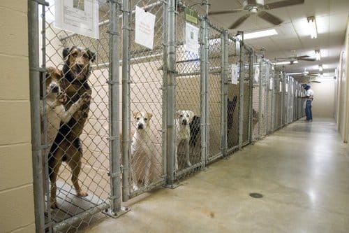 a group of dogs in a room