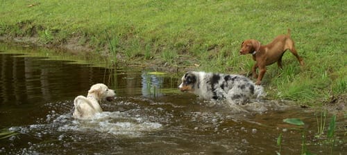 a group of dogs in a stream