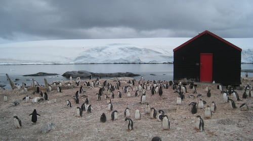 a group of penguins on a snowy field