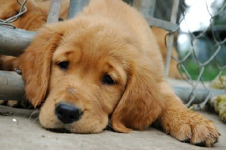 a puppy lying on the ground