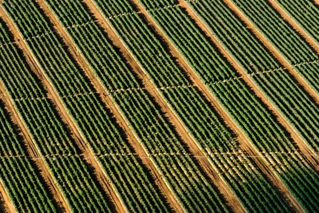 a close up of a green and black striped fabric