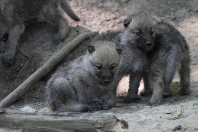 a group of puppies on a rock
